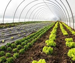 تصویر 1 از نایلون عریض گلخانه ای مقاوم در برابر کشش